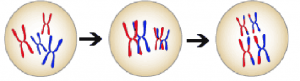 Image of three cells: one cell has 2 red and 2 blue chromsomes (with chromatid replicates); an arrow points to the next cell, which has the same chromsomes as the first, but each red one is overlapping with a blue one; another arrow points from the 2nd cell to the third cell, which has the four chromosomes but the red ones have a portion of blue and vice versa.