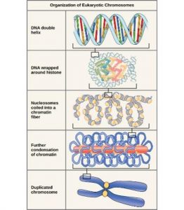 Organization of eukaryotic chromosomes: A DNA molecule is a double helix that wraps around histones; a histone with DNA wrapped around it is called a nucleosome; nucleosomes coil into a chromatin fiber; the chromatin further condenses into what is called a chromosome.