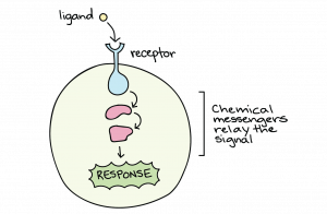 A cell has a receptor connected on the cell's membrane. A ligand outside of the cell binds to the outside part of the receptor. Inside of the cell, arrows point down to "red blobs" and then to a "response." The inside of the cell is labeled "chemical messengers relay the signal.