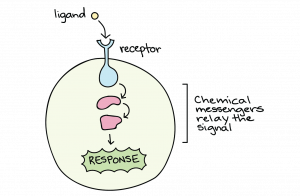 A cell has a receptor connected on the cell's membrane. A ligand outside of the cell binds to the outside part of the receptor. Inside of the cell, arrows point down to &quot;red blobs&quot; and then to a &quot;response.&quot; The inside of the cell is labeled &quot;chemical messengers relay the signal.