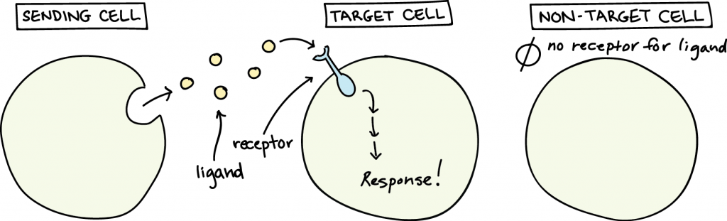 Cell Signaling An Interactive Introduction To Organismal And Molecular Biology 2nd Ed