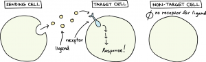 Image of three cells. Sending cell has small circles coming out of it labeled as ligand. The next cell is the target cell and it has a something in the cell membrane labeled as a receptor. Arrows pointing within the cell are labeled as &quot;response!&quot;. The third cell is labeled &quot;non-target cell,&quot; it does not have anything in the cell and it is labeled &quot;no receptor for ligand.&quot;