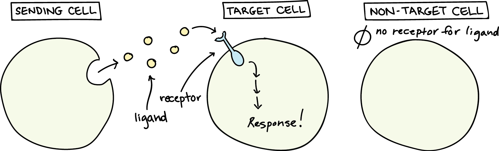 Direct Contact Cell Signaling Example