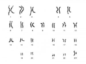 Pairs of lines that represent chromosomes; pairs vary in length. Each pair is numbered from 1 through 22 and the last pair is labeled X/Y. X/Y is the only pair in which the chromosomes differ in size.