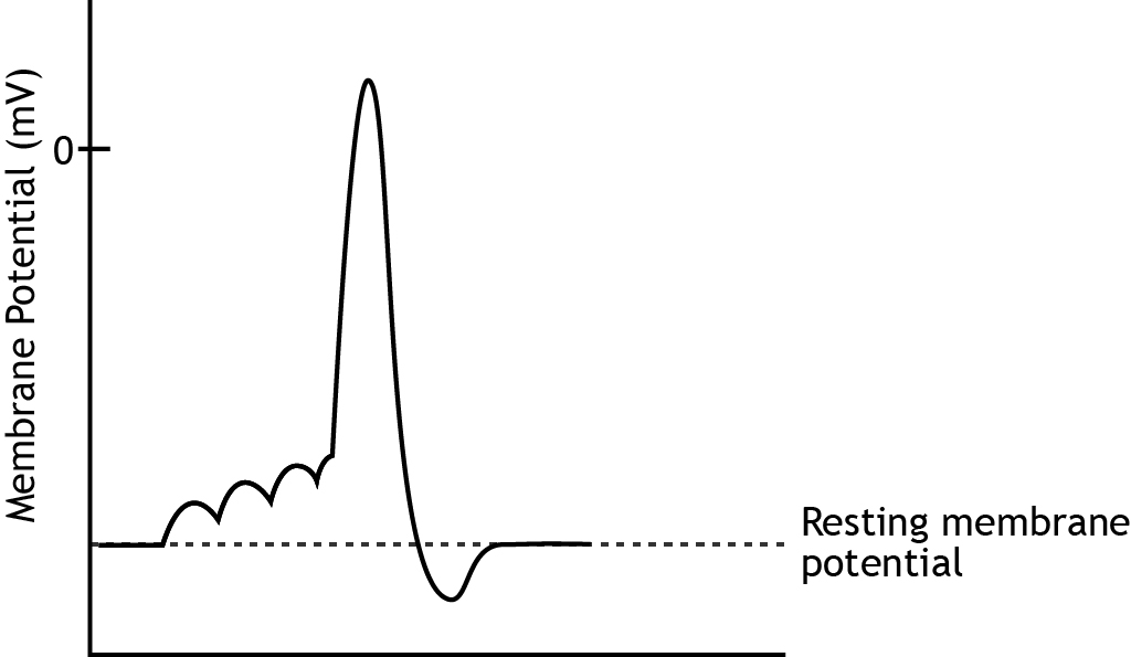 Graph that shows membrane potential change during an action potential. Details in caption.