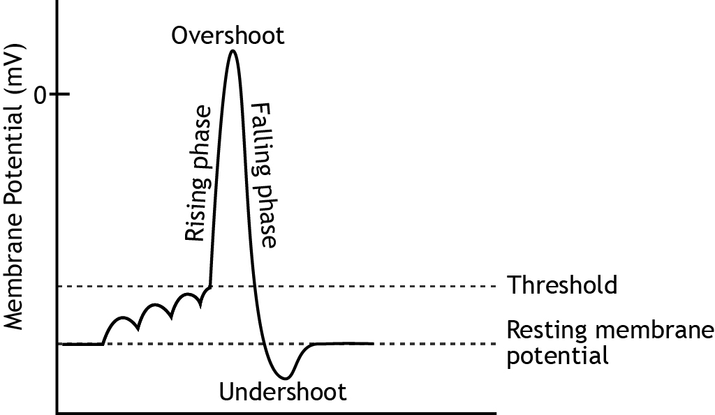 Graph that shows membrane potential change and names of the phases during an action potential. Details in caption.