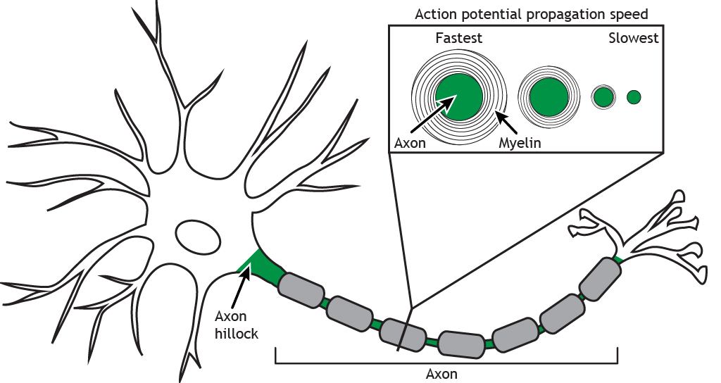 Illustrated neuron highlighting different axon diameters and thickness of myelin. Details in caption.