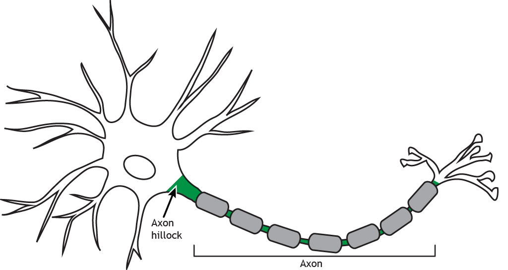 Illustrated neuron highlighting the axon hillock and axon. Details found in caption.