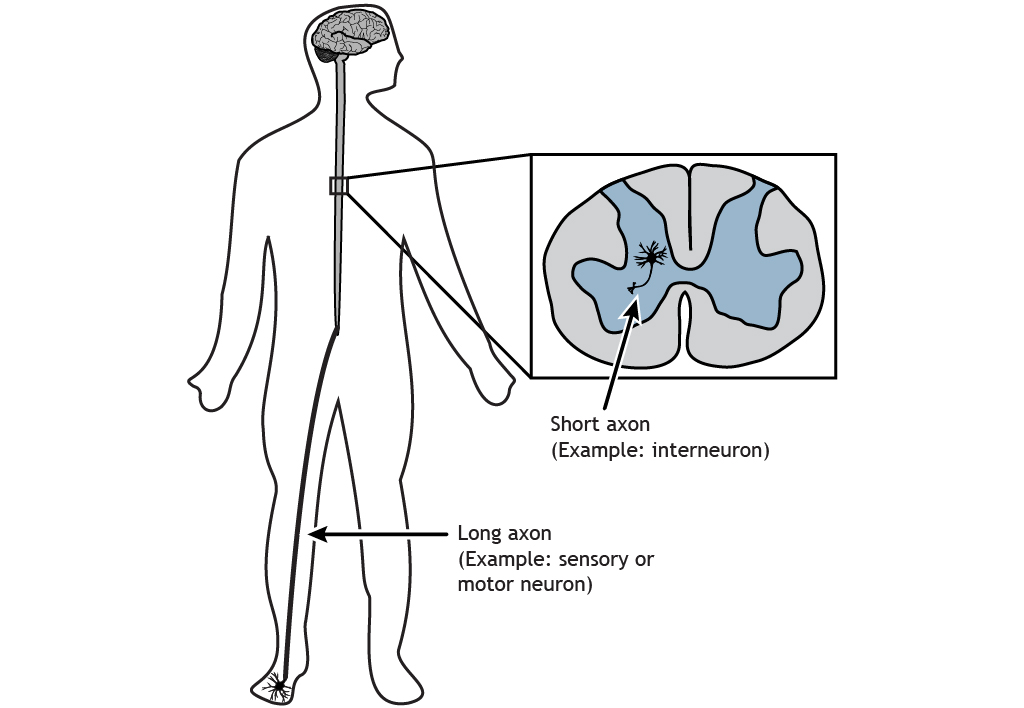 Illustrated human body showing a short axon and a long axon. Details in caption.