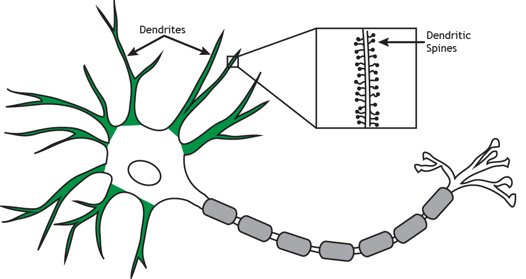 Illustrated neuron highlighting dendrites and dendritic spines. Details found in caption.