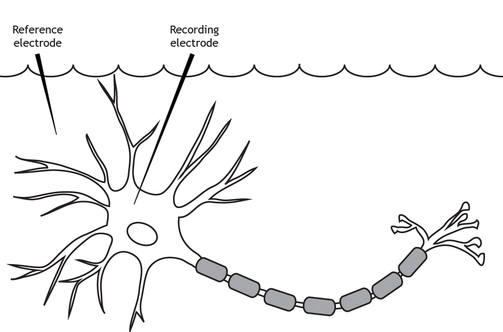 Illustrated neuron in a solution with two electrodes. Details in caption.