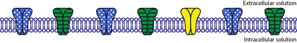 Illustrated phospholipid bilayer with seven closed ion channels.