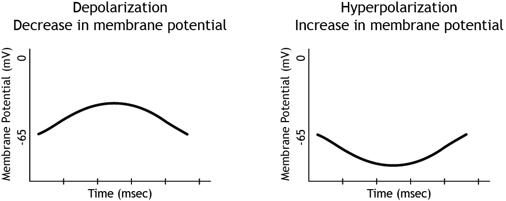 Two membrane potential graphs showing changes in potential. Details in caption.