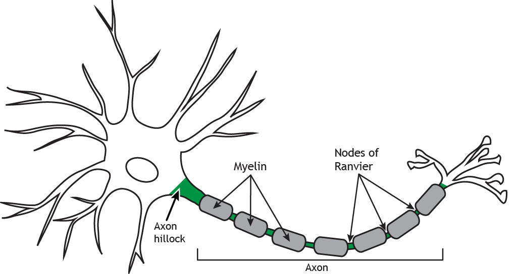 Illustrated neuron highlighting myelin and Nodes of Ranvier. Details in caption.