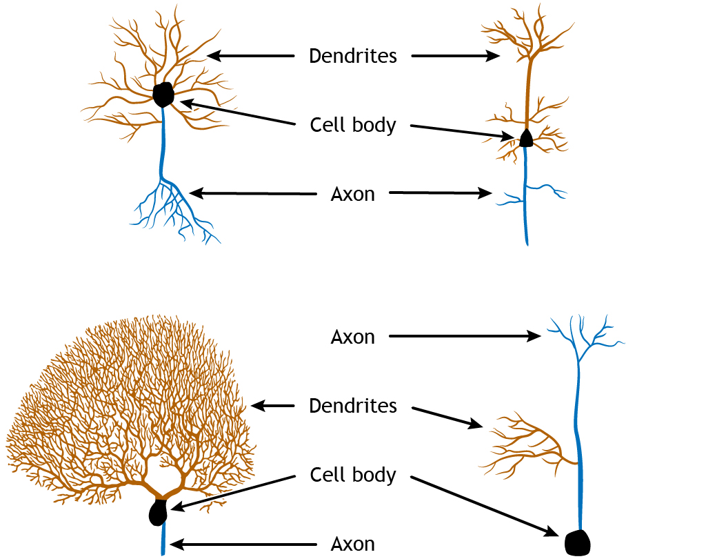 Four neuron illustrations showing variations in structure. Details in caption.