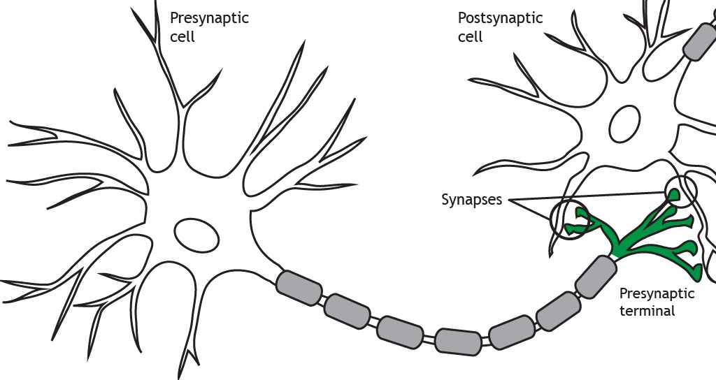 Illustrated neuron highlighting the presynaptic terminal and synapses. Details in caption.