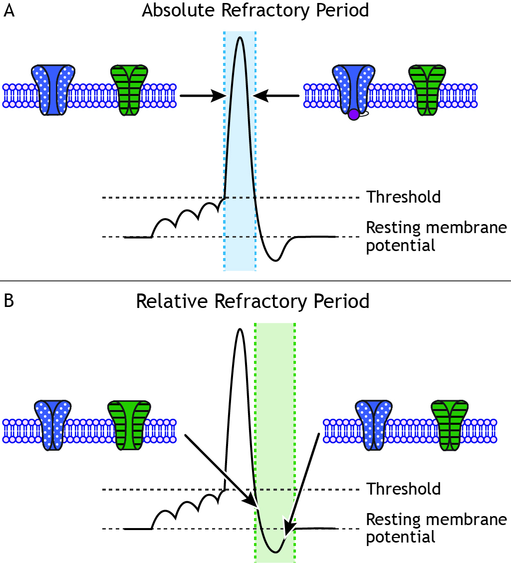 Graphs showing an action potential and the segments that make up the refractory periods. Details in caption.