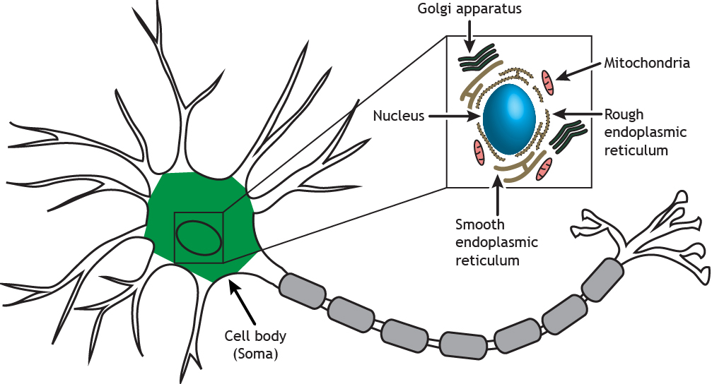 Illustrated neuron highlighting the soma and cellular organelles. Details found in caption.