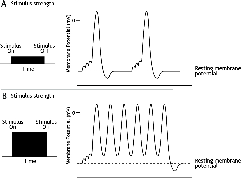 Graphs showing action potential firing rate in response to weak and strong stimuli. Details in caption.
