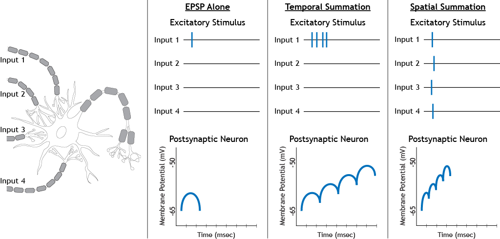 The effects of temporal and spatial summation of excitatory stimuli. Details in caption.