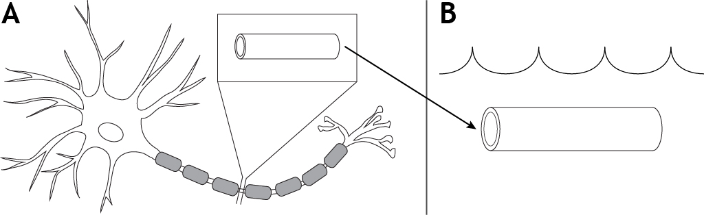 Illustrated neuron showing segment of axon removed and put in a bath. Details in caption.