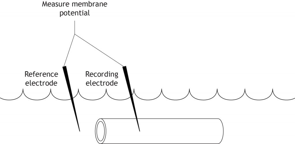Illustrated axon with electrodes measuring membrane potential. Details in caption.