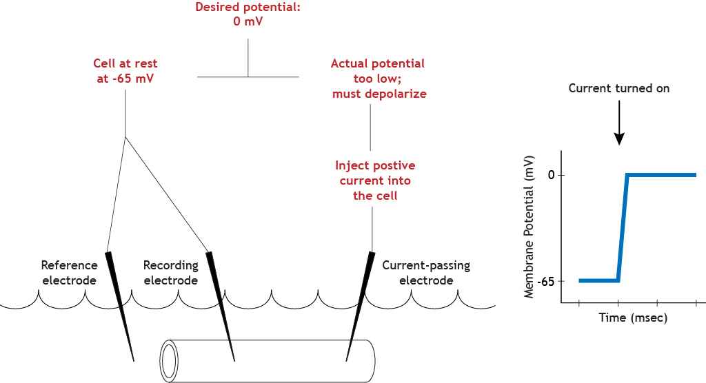 Illustrated voltage clamp experiment showing depolarization after inject. Details in caption.