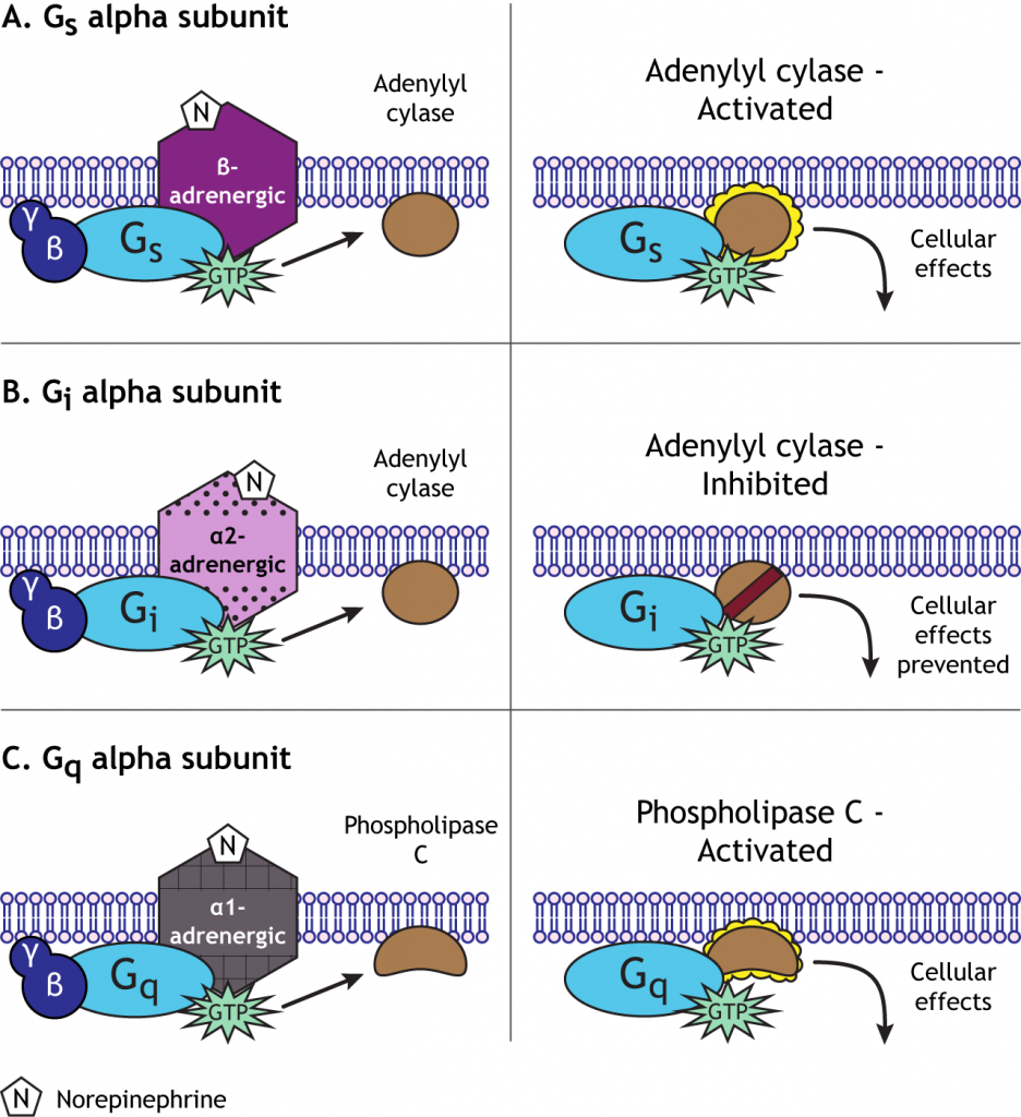 The type of alpha subunit determines the second messenger pathway. Details in caption.