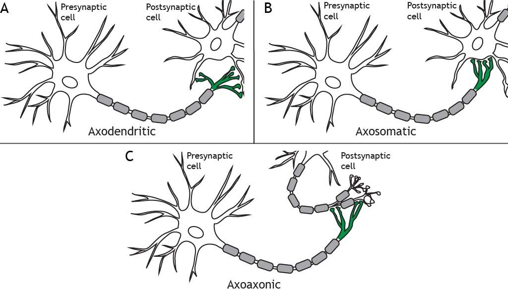 Illustrations of a presynaptic neuron forming synapses with different regions of a postsynaptic cell. Details in caption.
