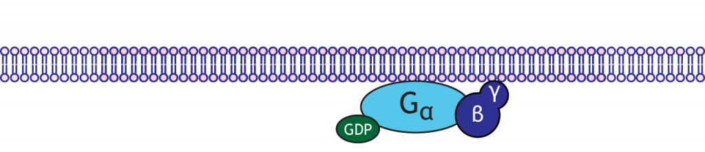 Illustrated G-protein. Details in caption.