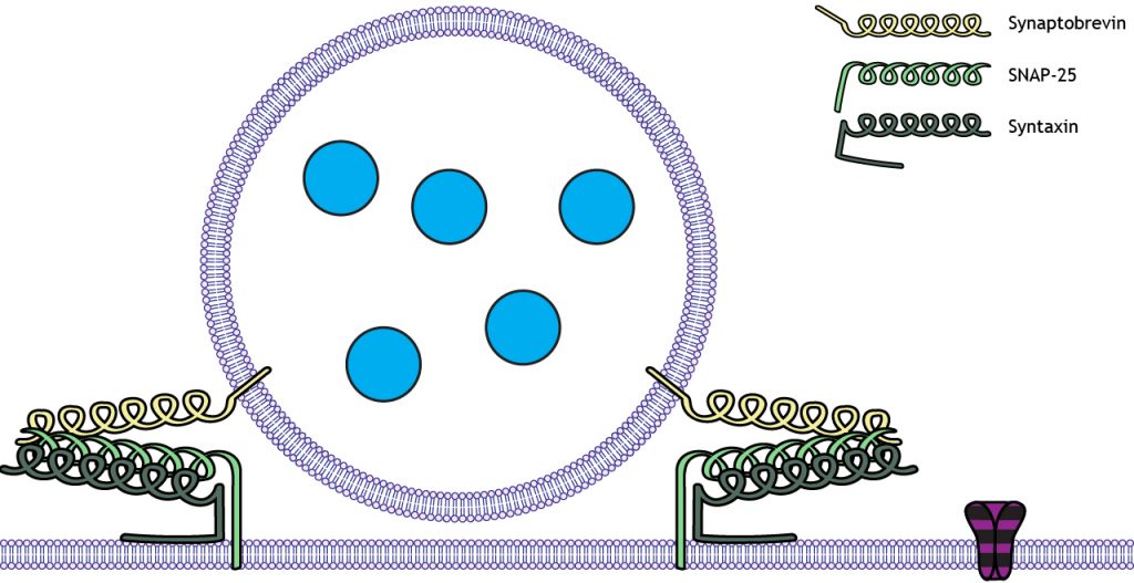 Illustrated vesicle docked at the membrane by SNARE proteins. Details in caption.