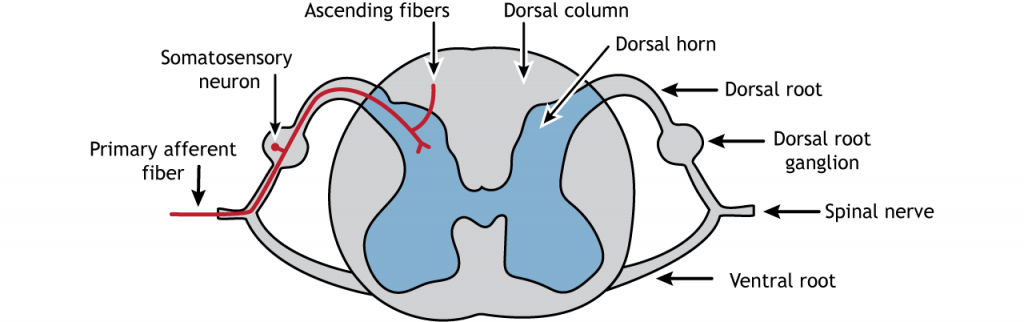 Illustration of the spinal cord showing the primary afferent fiber. Details in caption.