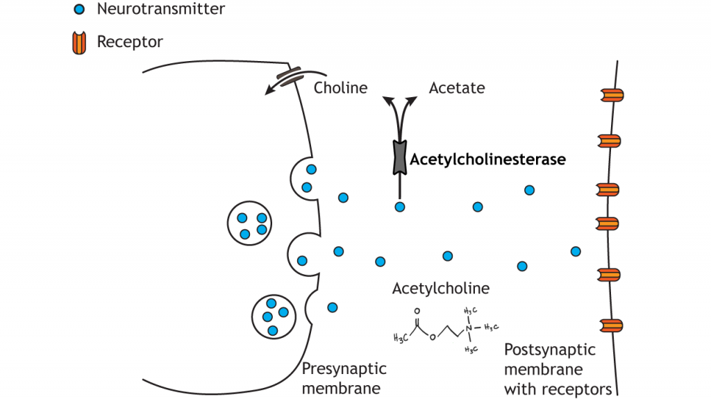 Illustrated pathway of acetylcholine degradation. Details in caption.