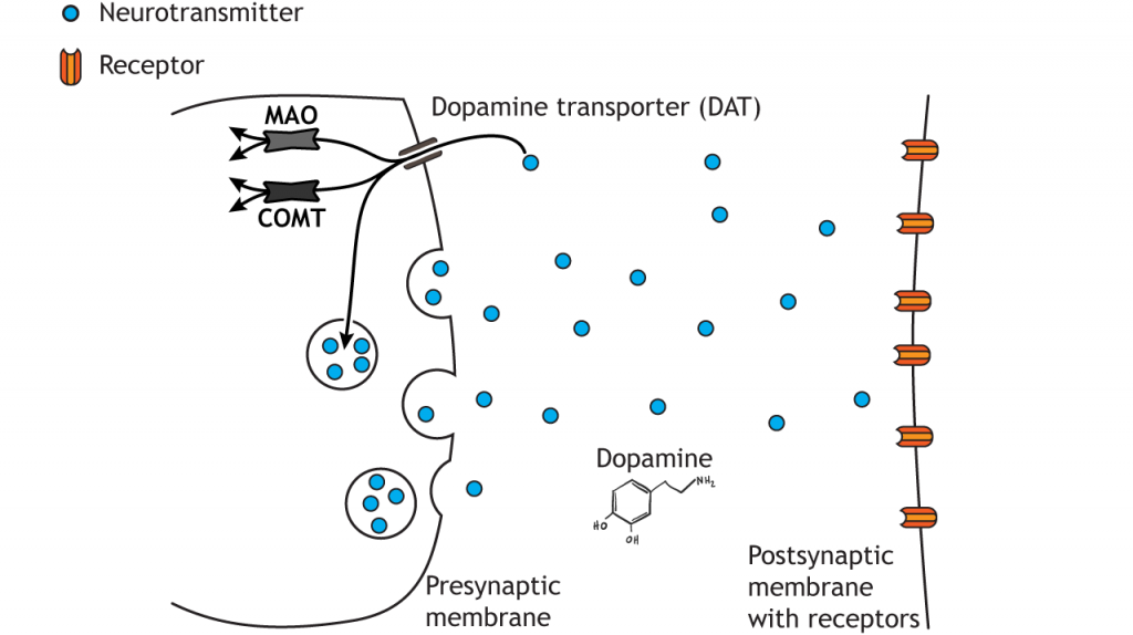 Illustrated pathway of dopamine degradation. Details in caption.