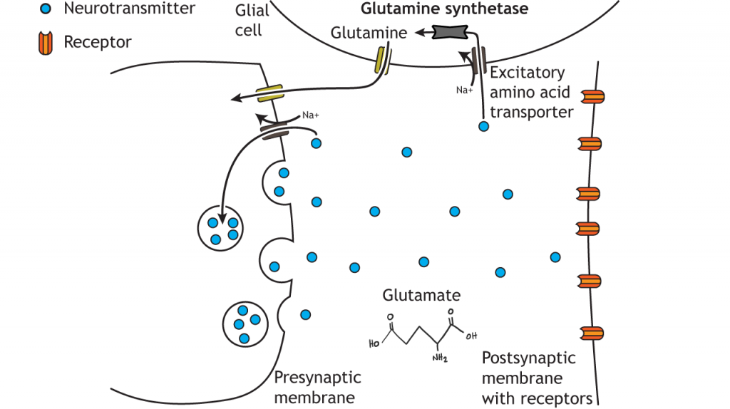 Illustrated pathway of glutamate degradation. Details in caption.
