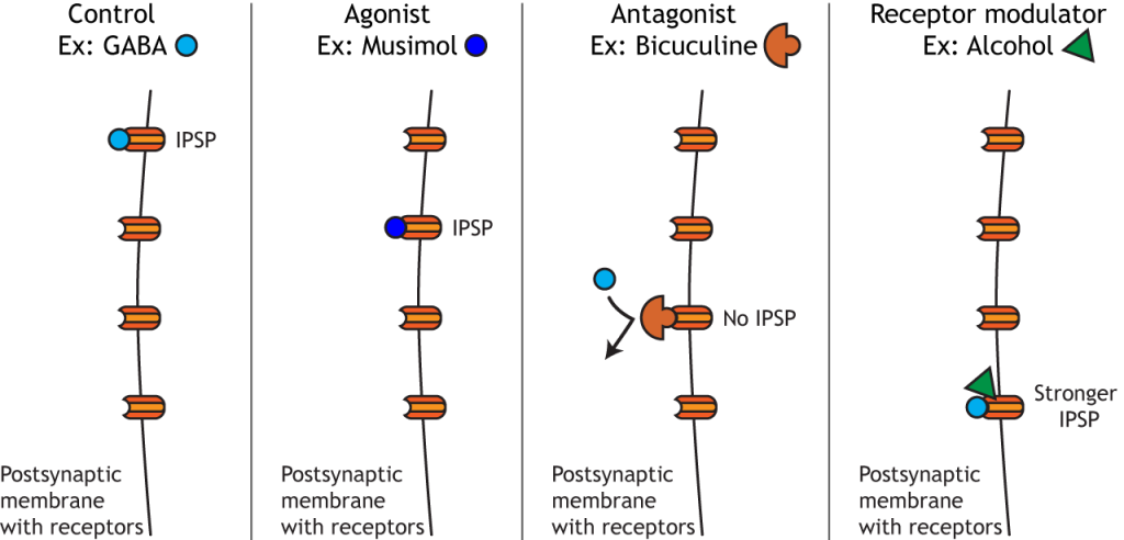 Illustration of synaptic terminal showing drug action on postsynaptic receptors. Details in caption.