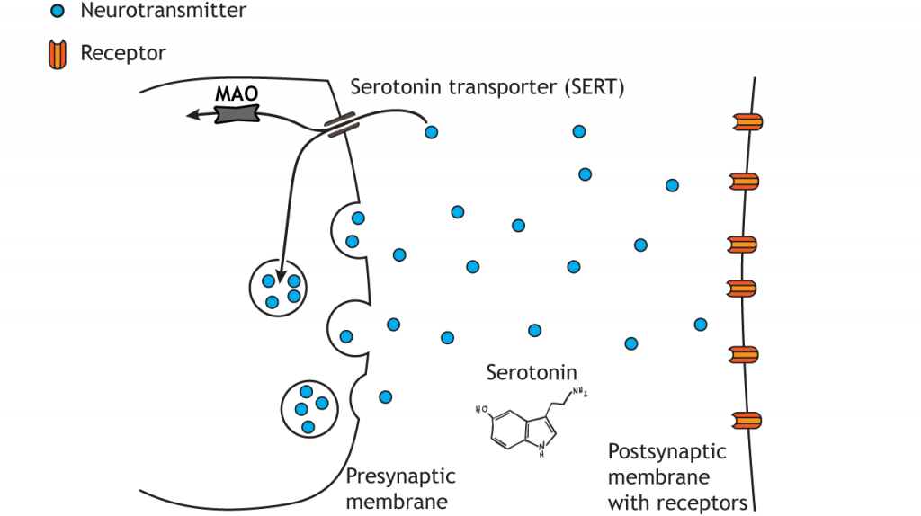 Illustrated pathway of serotonin degradation. Details in caption.