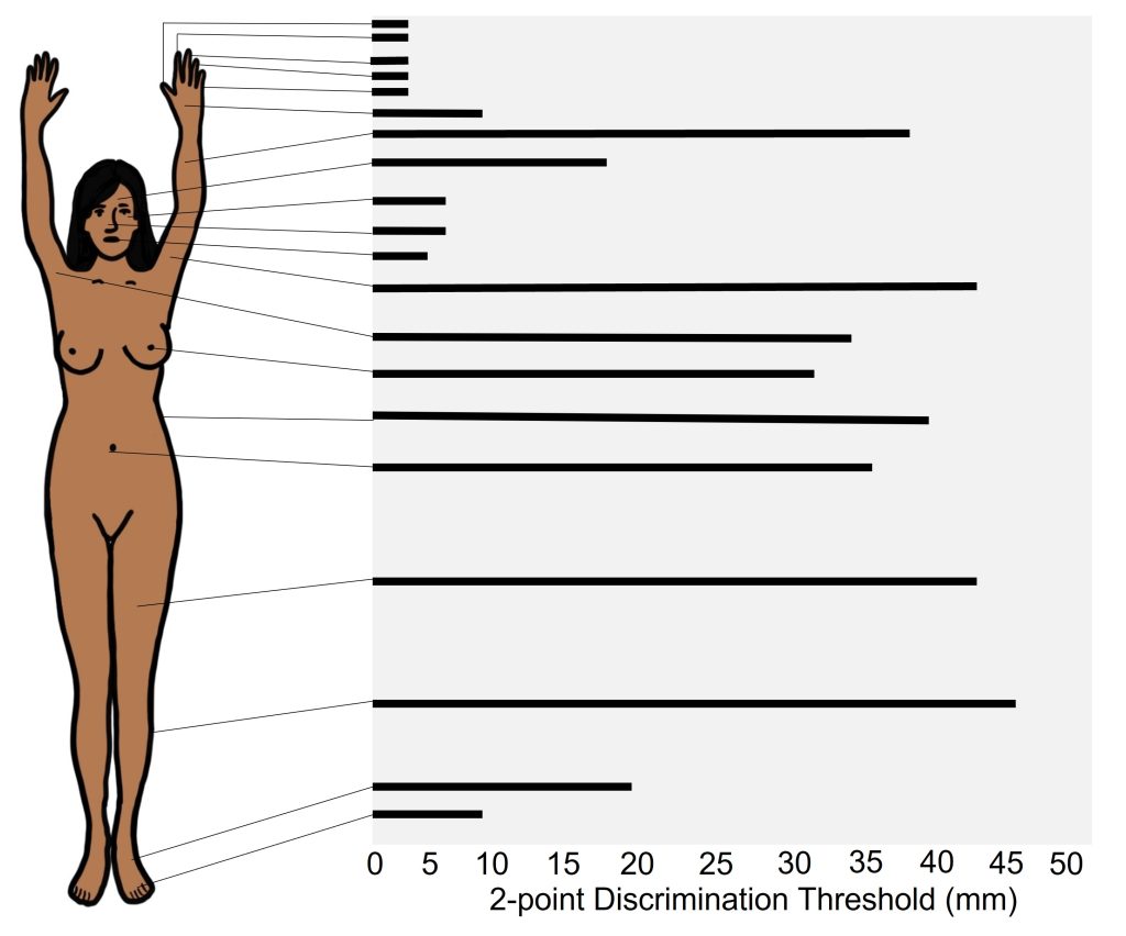 Image of 2-point discrimination thresholds across the body. Details in text and caption.