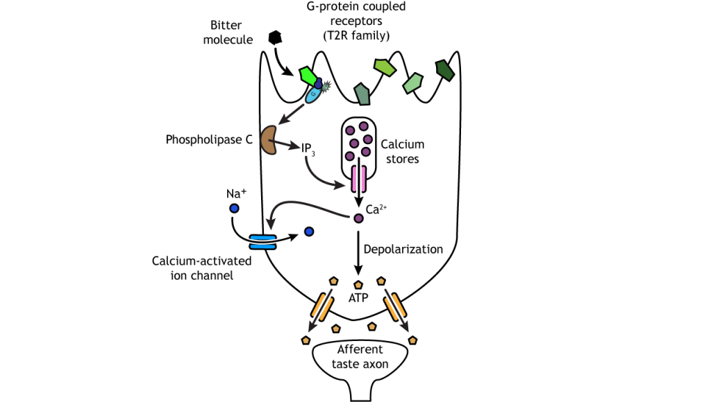 Illustration of bitter taste transduction pathway. Details in caption.
