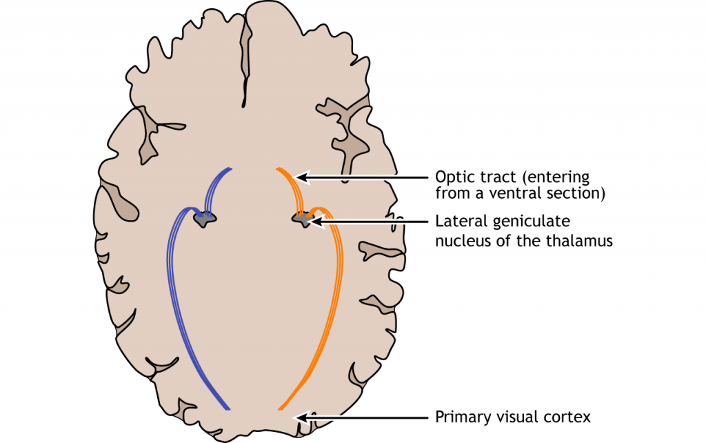 Illustration of the visual pathway in the brain. Details in caption.