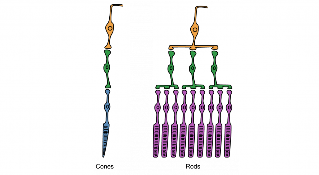 Cones have low synaptic convergence, meaning that single rod photoreceptors signal to single retinal ganglion cells. Rods have high synaptic convergence, meaning that a single retinal ganglion cell collects information from a large number of rod photoreceptors. Details in caption and text.
