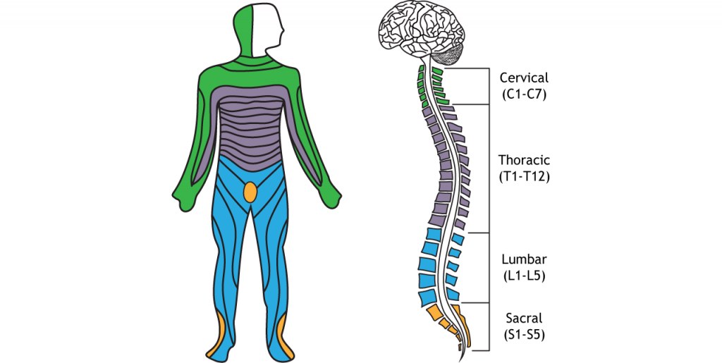 Illustration of the divisions of the spinal cord and related dermatomes. Details in caption.
