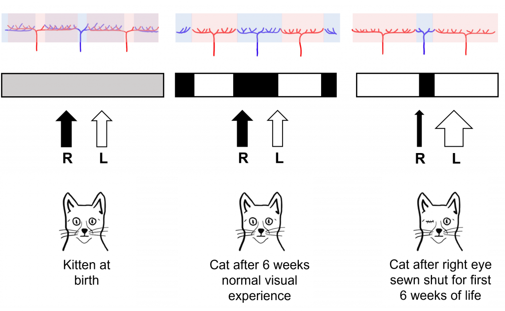 Illustration of the experiment testing how visual experience is necessary for normal development of ocular dominance columns. Details in caption and text.