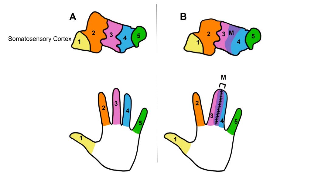 Image of merged cortical map following two digits being sewn together. Details in caption and text.