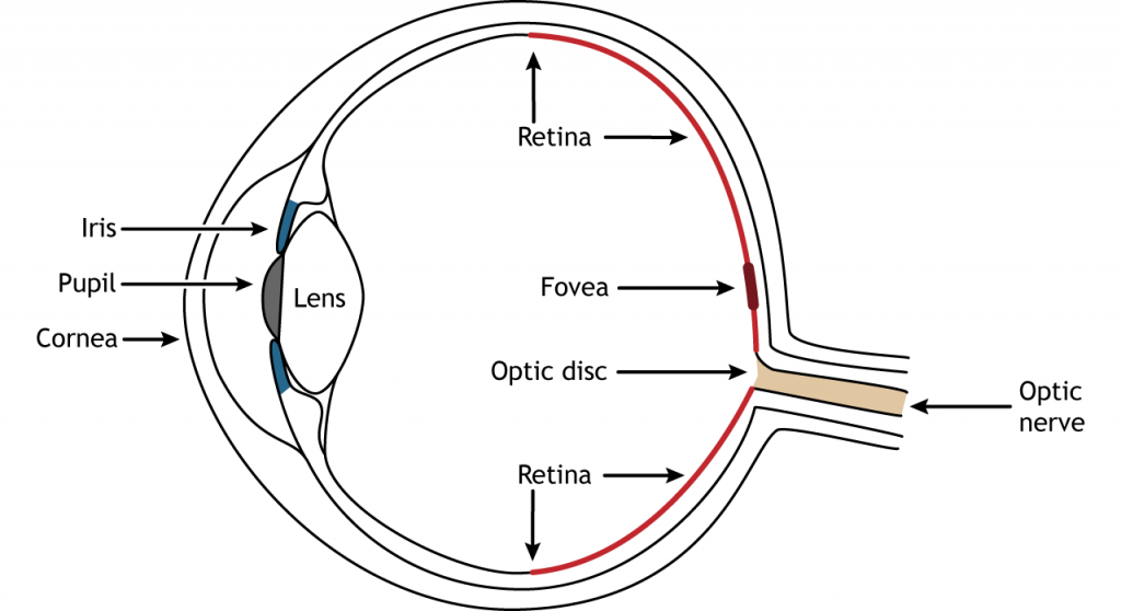 Illustration of the anatomy of the eye. Details in caption and text.