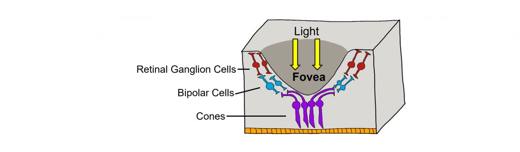 Image of a cross section of the fovea showing the arrangement of retinal cells. Details in caption and text.