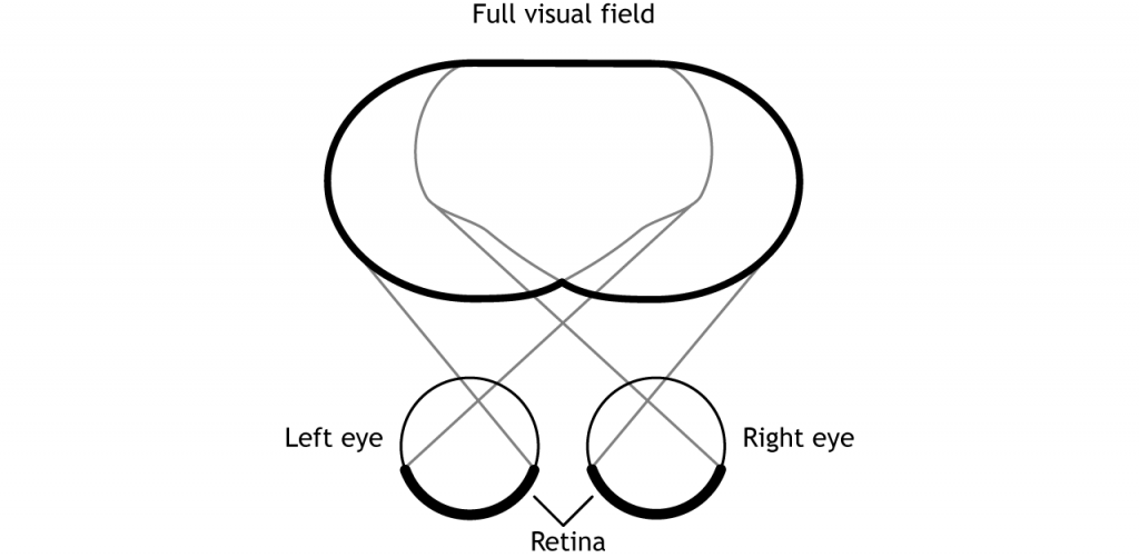 Illustration of the full visual field. Details in caption.