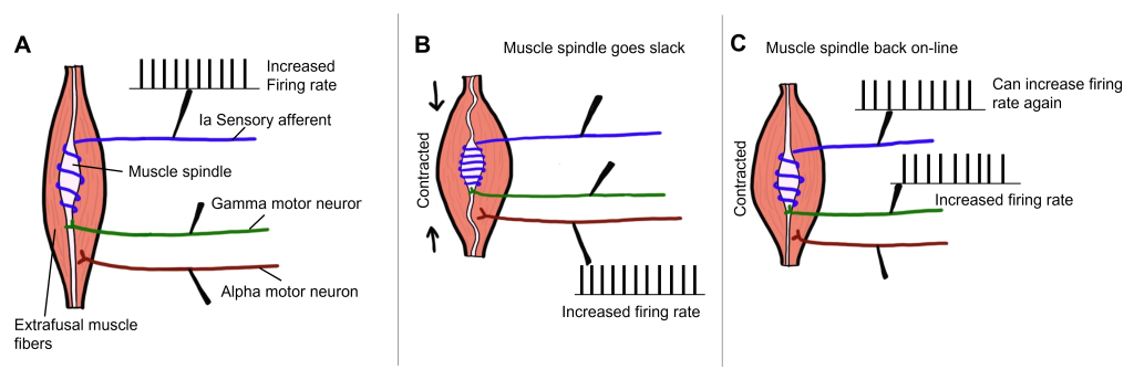 Series of images showing how gamma motor neurons allow for muscle spindle activity. Details in caption and text.