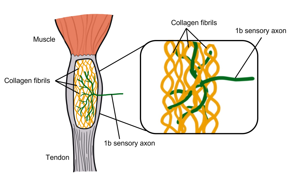 Image of the structure of a Golgi tendon organ. Details in caption and text.