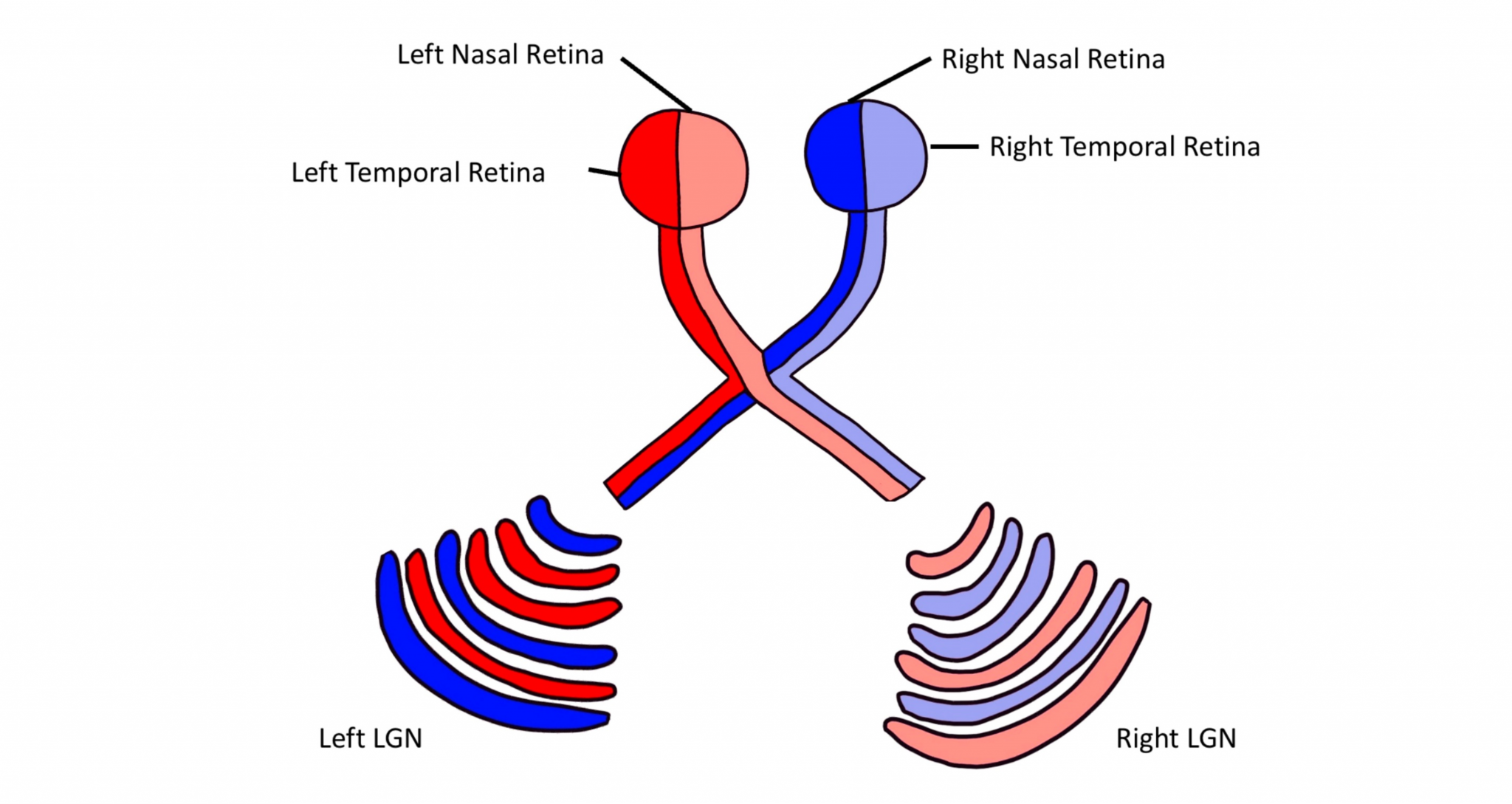 Visual System Central Processing Introduction to Neuroscience
